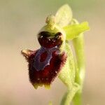 Ophrys virescens Blüte