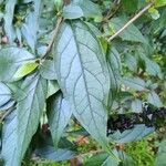 Buddleja lindleyana Foglia