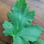 Heracleum lanatum Leaf