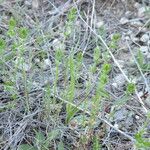 Galium virgatum Habit