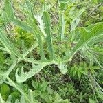 Crambe tataria Blatt