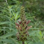 Pedicularis bracteosa 果實