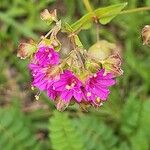 Mirabilis nyctaginea Flower