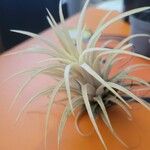 Tillandsia ionanthaFrunză