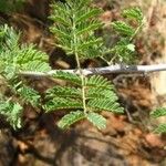 Acacia senegal Leaf