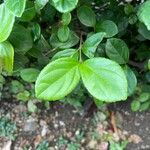 Viburnum suspensum Leaf