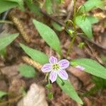 Claytonia caroliniana Flor