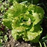 Lactuca sativa Folha