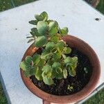 Kalanchoe laxiflora Leaf