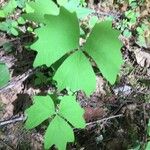 Achlys triphylla Leaf