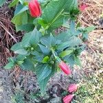 Malvaviscus penduliflorus Folha