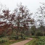 Quercus palustris Alkat (teljes növény)