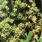Cuscuta europaea Leaf