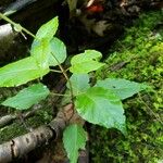 Circaea canadensis Blatt