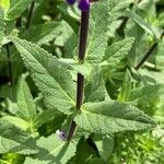 Salvia nemorosa Лист
