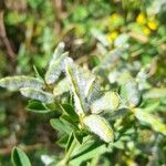 Genista monspessulana Frucht