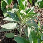 Veronica spicata Leaf