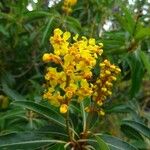 Byrsonima spicata फूल