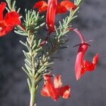 Lechenaultia hirsuta Flor