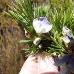 Psoralea pinnataBlüte