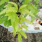 Pteris fauriei Листок