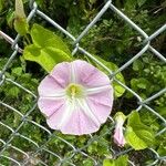 Calystegia silvatica Květ