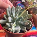 Pachyphytum bracteosumFulla