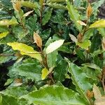 Elaeagnus macrophylla 葉