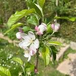 Malus domesticaKvět