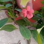 Barleria repens Flor