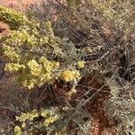 Atriplex canescens Fruit