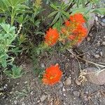 Castilleja hispida Flower