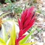 Aechmea recurvata Flor