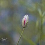 Papaver rhoeas Flor