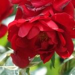 Rosa cinnamomea Blüte