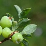 Vaccinium uliginosum Fruit