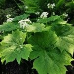 Diphylleia cymosa Blodyn