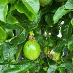 Passiflora edulis Fruit