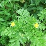 Potentilla supina ശീലം