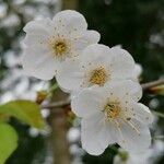 Prunus avium Cvet