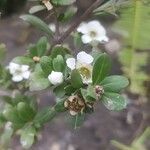 Pemphis acidula Frucht