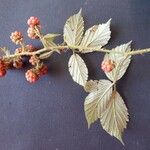 Rubus leightonii Flower