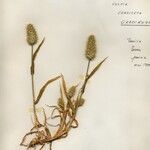 Vulpia membranacea Libunga