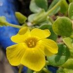 Oxalis megalorrhiza Flor