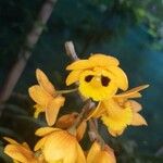Dendrobium chrysotoxum 花