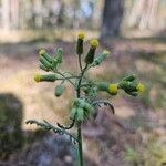 Senecio sylvaticusFlor