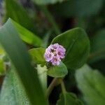 Boerhavia diffusaFlower