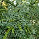 Amorpha fruticosa Folha