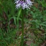 Orchis italica Flor