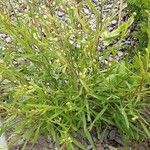 Solidago ptarmicoides Alkat (teljes növény)